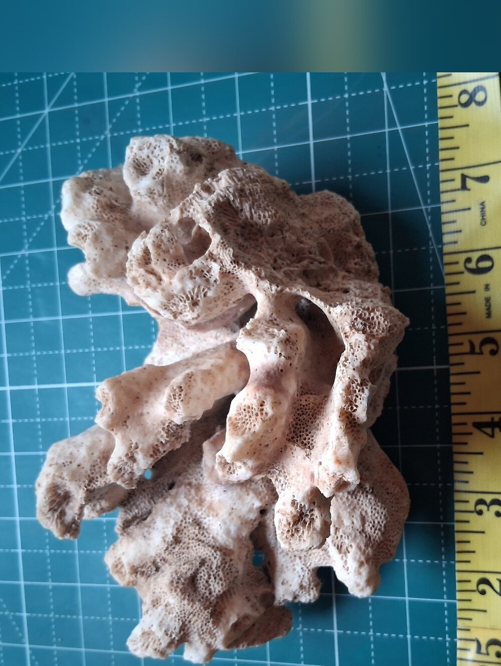 Natural Coral Accent Decorative Piece - Beige